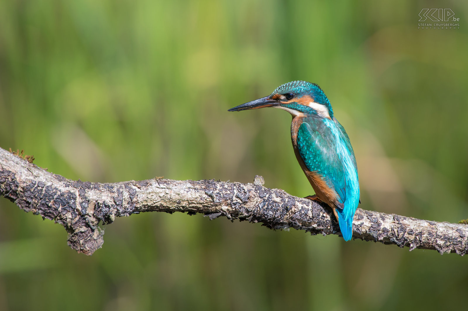 IJsvogels - IJsvogel De ijsvogel is een van de mooiste vogelsoorten die in onze regio voorkomen. De ijsvogel (alcedo atthis) is een viseter met een fel blauw oranje vederkleed van ongeveer 16cm groot. De mannetjes zijn enkel van de vrouwtjes te onderscheiden door hun pikzwarte ondersnavel terwijl deze bij vrouwtjes een donkerrode vlek heeft.<br />
<br />
Ik heb al heel wat uren in mijn camouflage schuiltentje aan een vijver gezeten, maar vaak leverde het niet veel goede beelden op. Onlangs was het echter een topdag en een jonge vrouwelijke ijsvogel heeft urenlang visjes, insecten en vooral kikkers en kikkervisjes gevangen. Na elke duik vloog ze naar het takje voor m’n schuiltent om de prooi dood te slaan en op te peuzelen.  Af en toe werd de prooi in de lucht gegooid om deze daarna gemakkelijker via de snavel in de keel te laten glijden. Dat was genieten als natuurfotograaf.<br />
 Stefan Cruysberghs